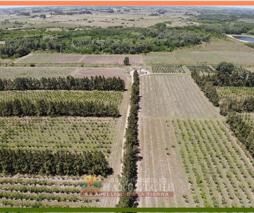 Campo Venta 50 Has Juanico, Casa, Galpones