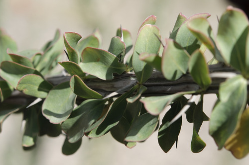 1 Planta De Ocotillo | Arbusto Del Desierto, Colibríes