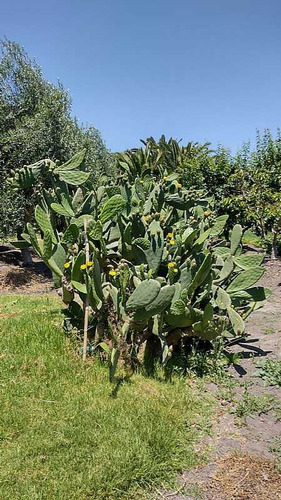 Quillota (104730)
