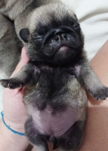 Filhotes Pug
