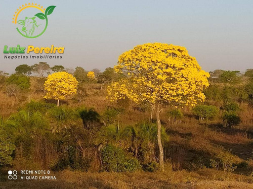 Imagem 14 de 15 de Fazenda À Venda Em Monte Santo - To - 576 Hectares (pecuária) - 2043