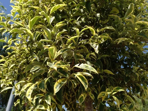 Árbol De Siempre Verde Ligustrum Variegada Vereda Deco