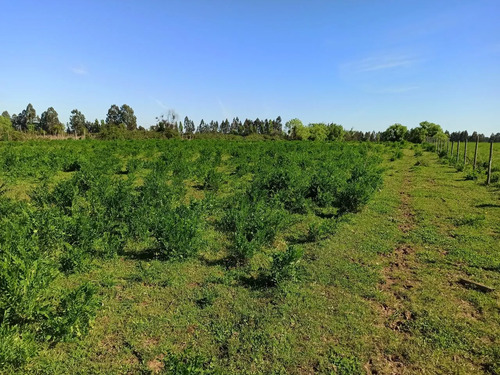 Terreno Agrícola De 6,8 Ha En Venta En San Clemente