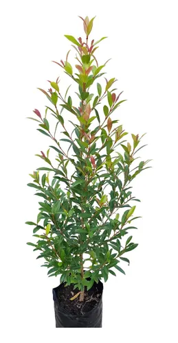 Planta Eugenia De Exterior
