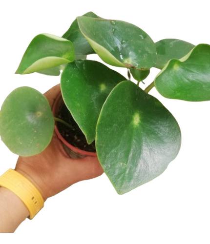 Planta Pilea Peperomia Raindrop Gotita De Lluvia 