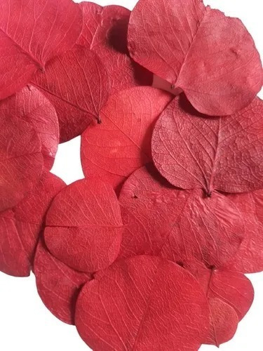 Folha Moeda Vermelha Seca Natural Decoração 100g