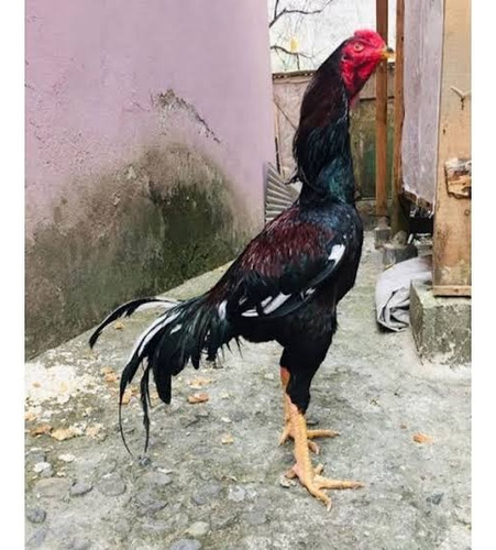 Índio Puro (ovos Galados)