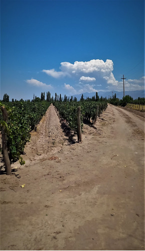 Imagen 6 de 7 de Finca En Venta -la Consulta, Valle De Uco Mendoza