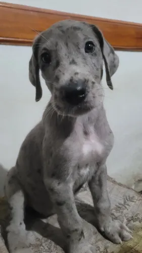 Cachorros Gran Danés .