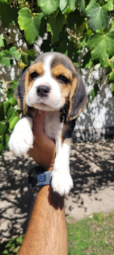 Beagle Hermosa Cachorra Con Fca