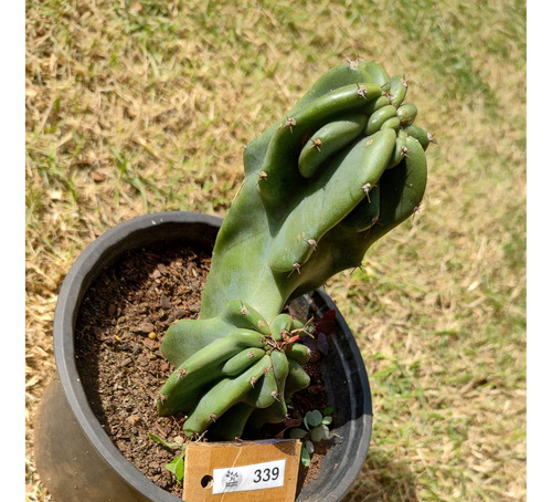 Cereus P. Monstrosus Azul C/raiz Com 15cm (lp-339)