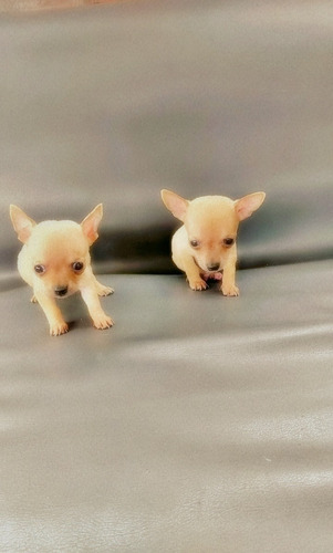 Imagen 6 de 9 de Chihuahua Divinos Cachorros Miniatura Puros