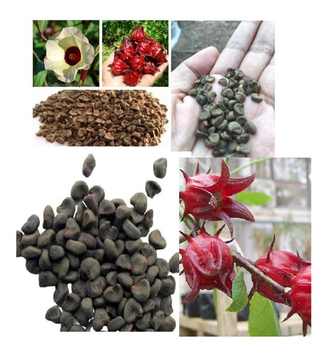 80 Semillas Organicas Flor De Jamaica Germinables Pa Sembrar | Cuotas sin  interés