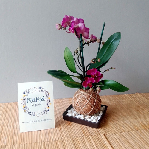 Imagen 3 de 3 de Kokedama Orquidea Mini Phalaenopsis