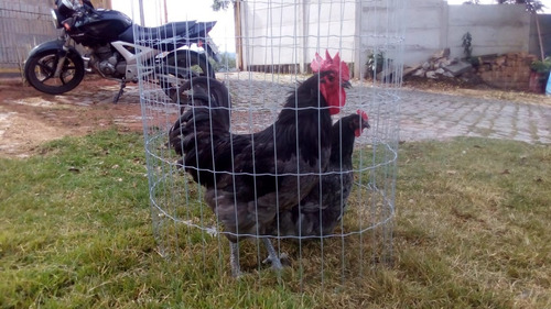 Ovos Galados De Gigante Azul De Jersey