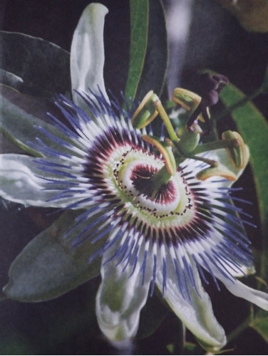 Pasionaria - Mburucuya  Passiflora Caerulea Nativa Trepadora