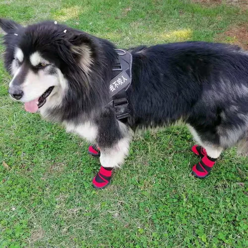 Calcetines para perros, queríamos ver su reacción 😂❤️#laperritamatema