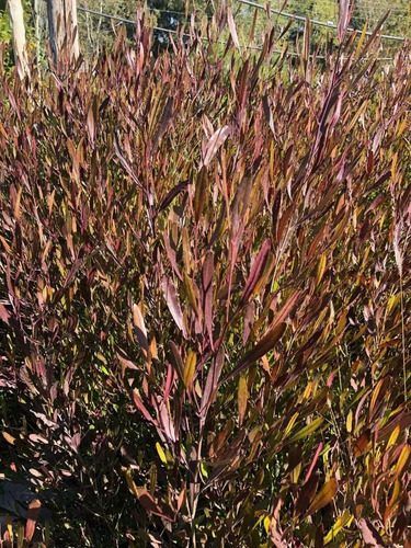 Plantas Para Cercos, Cercos Vivos, Dodonaea Viscosa 10ts