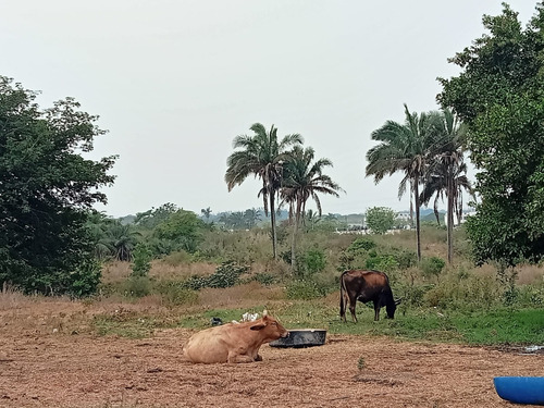 Terreno En Venta En Veracruz Ideal Para Inversión En Mata Cocuite Ver.