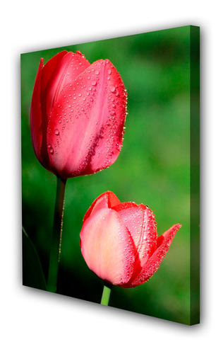 Cuadro 20x30cm Tulipan Flores Primavera M3