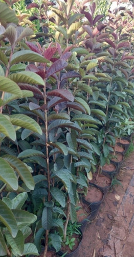 Goiaba Roxa Em Ciclo Produtivo : Muda Com 1,00 A 1,40 M -