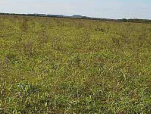 Imagen 2 de 3 de Vendo 575 Hectáreas ( Artigas. Uruguay )