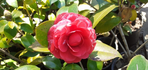 Camellia Japonica (camelia, Camelio Común) 7lts
