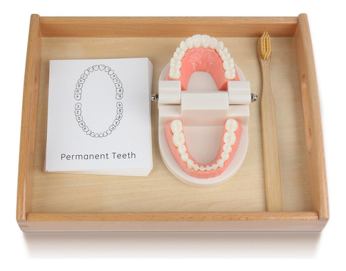 Modelo Y Tarjetas Montessori Para Cepillarse Los Dientes Edu