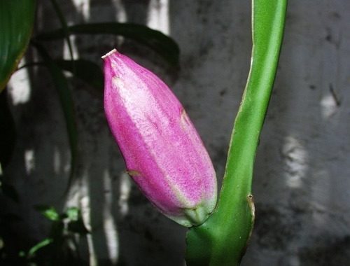 10 Semillas De Epiphyllum Phyllanthus Pitainha Fruta Exotica