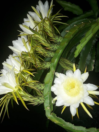 Pitaya Amarela Colombiana(dragon Fruit)c/10 Mudas Autofértil | Parcelamento  sem juros
