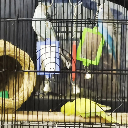 Espejos Acrílicos De Juguete Con Campanas, Loros, Espejo Par