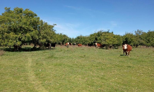 Imagen 11 de 15 de Chacra 5 Has En Madariaga