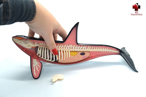 Orca Anatomia Animal Modelo Anatômico Marinho Baleia