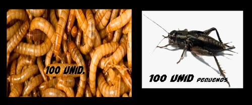 Grilos Vivos Assimilis 100un + Tenébrio Molitor 100un