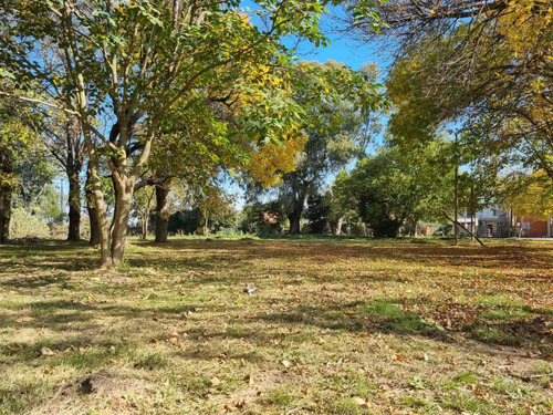 Imagen 8 de 9 de Lote Piola
