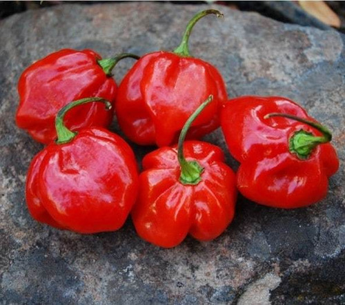 150 Sementes Pimenta Habareno Red Vasos Canteiros E Hortas.
