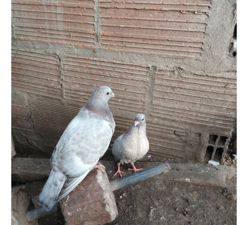 Palomas Buchonas /pike /de Vuelo (Usado)