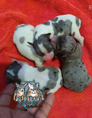 Chihuahua Exótico Merle Chihuahueño (Usado)