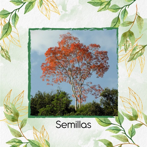 30 Semillas De Árbol Cámbulo