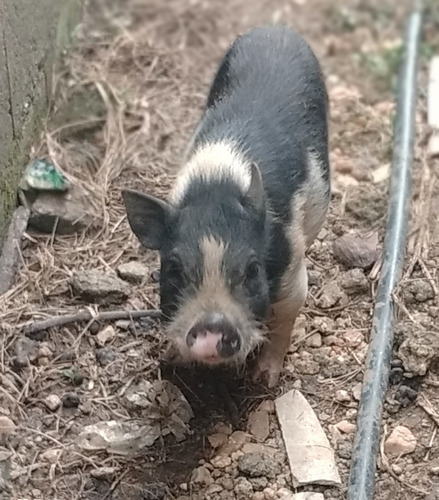 Cerdos Lechón Vietnamita Mini Ping