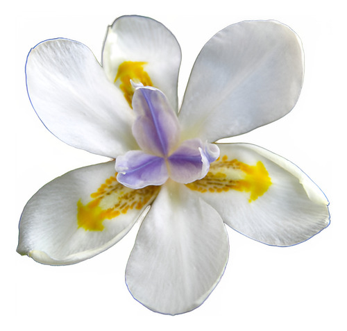 Dietes Iridoides / Vegeta 3lt