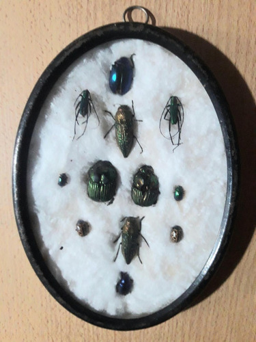 Colección De Escarabajos Naturales Disecados Antiguos