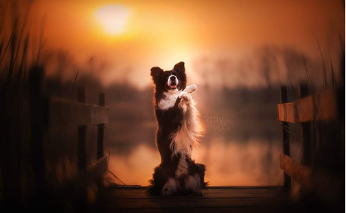 Border Collie Dloverssantelmo 