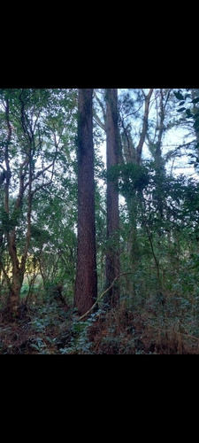 Imagen 9 de 13 de Chacra,campo Muy Centrica A 4km Del Centro De Jardin Americo