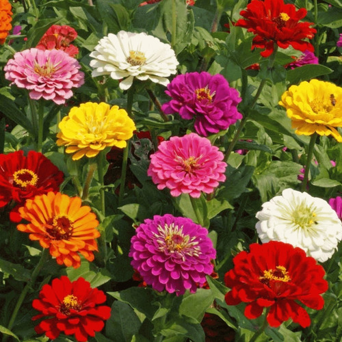 25 Semillas Zinnia Elegans California Giants Mix