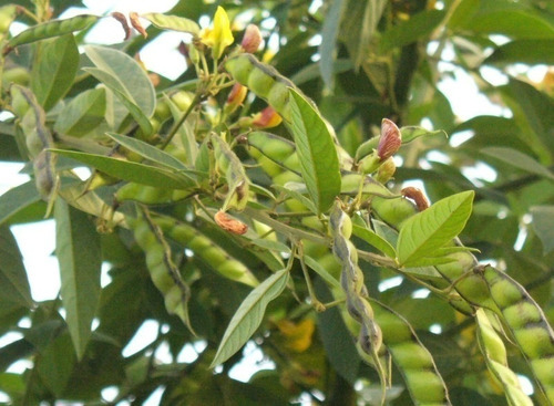 Feijão Guandu Mandarim O1 Kg