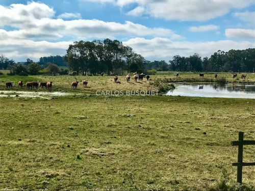 Chacra En Venta De 5 Hectáreas - Camino Medellin