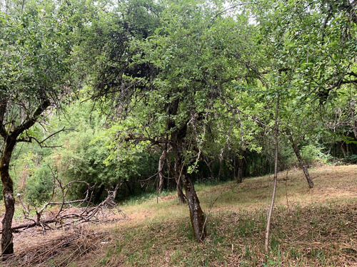 Parcela De 7.500 Mt2 En Sector Puninque