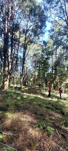 Venta Parcela Villarrica Altos De Pino Huacho (173215)
