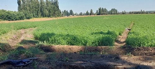 18 Hec Oportunidad Se Vende Terreno Agrícola Retiro Talca